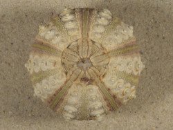 Prionocidaris baculosa *komplett* PH 5,7cm *Unikat*