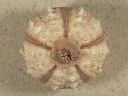 Prionocidaris baculosa *komplett* PH 5,6cm *Unikat*