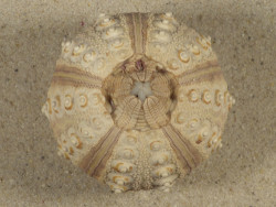 Prionocidaris baculosa *komplett* PH 5,6cm *Unikat*