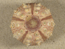 Prionocidaris baculosa *komplett* PH 5,7cm *Unikat*