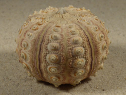 Prionocidaris baculosa *komplett* PH 5,7cm *Unikat*