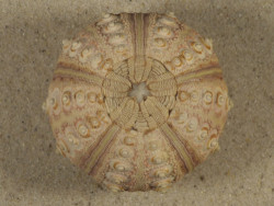 Prionocidaris baculosa *komplett* PH 5,7cm *Unikat*