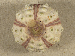 Prionocidaris baculosa *komplett* PH 5,6cm *Unikat*
