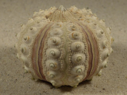 Prionocidaris baculosa *komplett* PH 5,6cm *Unikat*