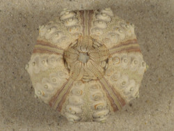 Prionocidaris baculosa *komplett* PH 5,6cm *Unikat*