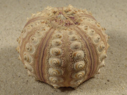 Prionocidaris baculosa *komplett* PH 5,8cm *Unikat*