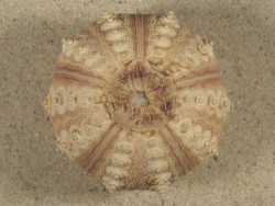 Prionocidaris baculosa *komplett* PH 5,8cm *Unikat*