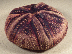 Astropyga radiata PH 13,2cm *unique*