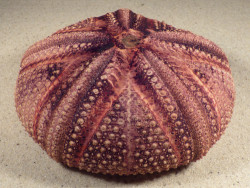 Astropyga radiata PH 13cm *Unikat*