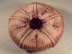 Astropyga radiata PH 13cm *Unikat*