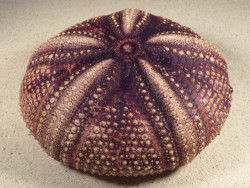 Astropyga radiata PH 13,7cm *unique*
