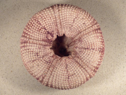 Astropyga radiata PH 13,9cm *unique*