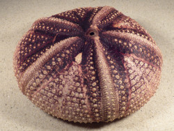 Astropyga radiata PH 14,4cm *unique*