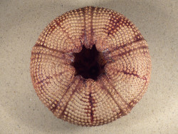 Astropyga radiata PH 14,4cm *unique*