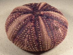 Astropyga radiata PH 13,8cm *Unikat*