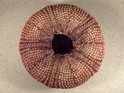 Astropyga radiata PH 13,8cm *Unikat*