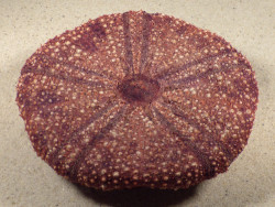 Micropyga tuberculata PH 12.2cm *Unikat*