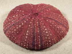 Micropyga tuberculata PH 12.2cm *Unikat*
