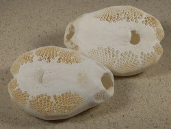Lovenia elongata PH 6,5+cm