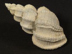 Sveltia varicosa Pliozn IT 3cm *Unikat*