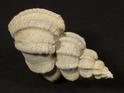 Sveltia varicosa Pliozn IT 3cm *Unikat*