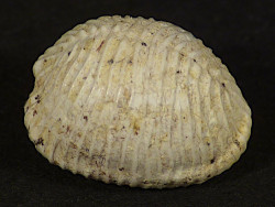 Trivia burdigalensis Miozn FR 0,9cm *Unikat*