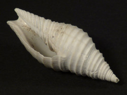 Subcancilla stephensoni Pliozn US 3,5cm *Unikat*