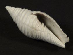 Subcancilla stephensoni Pliozn US 3,5cm *Unikat*