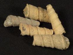 Turritella trempina Palozn ES 1+cm