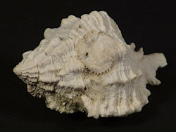 Phyllonotus pomum Pliozn US 2,9cm *unique*