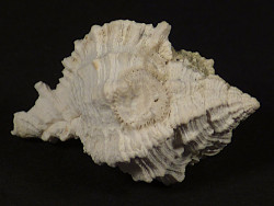 Phyllonotus pomum Pliozn US 2,9cm *unique*