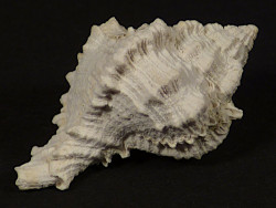 Phyllonotus pomum Pliozn US 2,9cm *unique*
