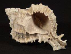 Phyllonotus pomum Pliozn US 4,9cm *unique*