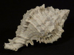 Phyllonotus pomum Pliozn US 4,9cm *unique*