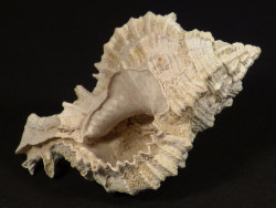 Phyllonotus pomum Pliozn US 4,9cm *unique*
