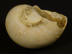 Neverita olla Miozn FR 2,0cm *Unikat*