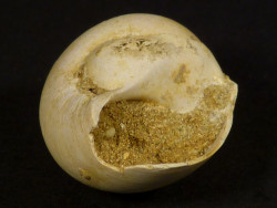 Neverita olla Miozn FR 2,0cm *Unikat*