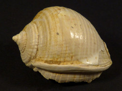Semicassis grateloupi Miozn FR 3,0cm *Unikat*