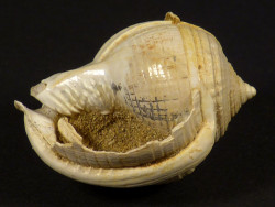 Semicassis grateloupi Miozn FR 3,0cm *Unikat*
