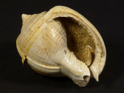 Semicassis grateloupi Miozn FR 3,0cm *Unikat*