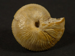 Obornella plicopunctata Jura FR 2,0cm *Unikat*