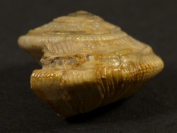Obornella plicopunctata Jura FR 2,0cm *Unikat*