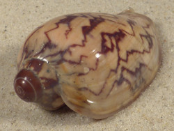 Cymbiola nobilis TH 7,2cm *Unikat*