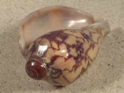 Cymbiola nobilis TH 7,2cm *Unikat*
