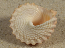 Tectarius pagodus PH 3,2cm *unique*