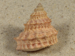 Tectarius pagodus PH 3,2cm *unique*
