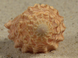 Tectarius pagodus PH 3,2cm *unique*