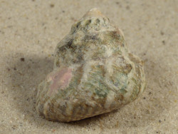 Lithopoma tuber VE 3,2cm *Unikat*
