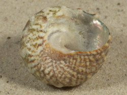 Lithopoma tuber VE 3,2cm *Unikat*