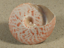 Rochia nilotica TH 5,6cm *Unikat*